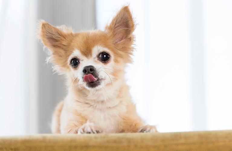 シニア犬の訪問型トリミングサービスを広尾にて | 東京の出張トリミングならご要望に寄り添う訪問トリミング＆.