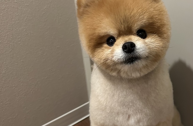 広尾で小型犬の出張トリミングなら｜訪問トリミング＆.